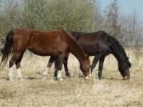 AVHTT®Naturlig helse til hest