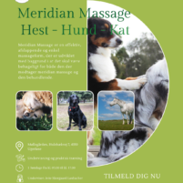 AVHTT®Meridian og Bindevævs massage til hest, hund og kat
