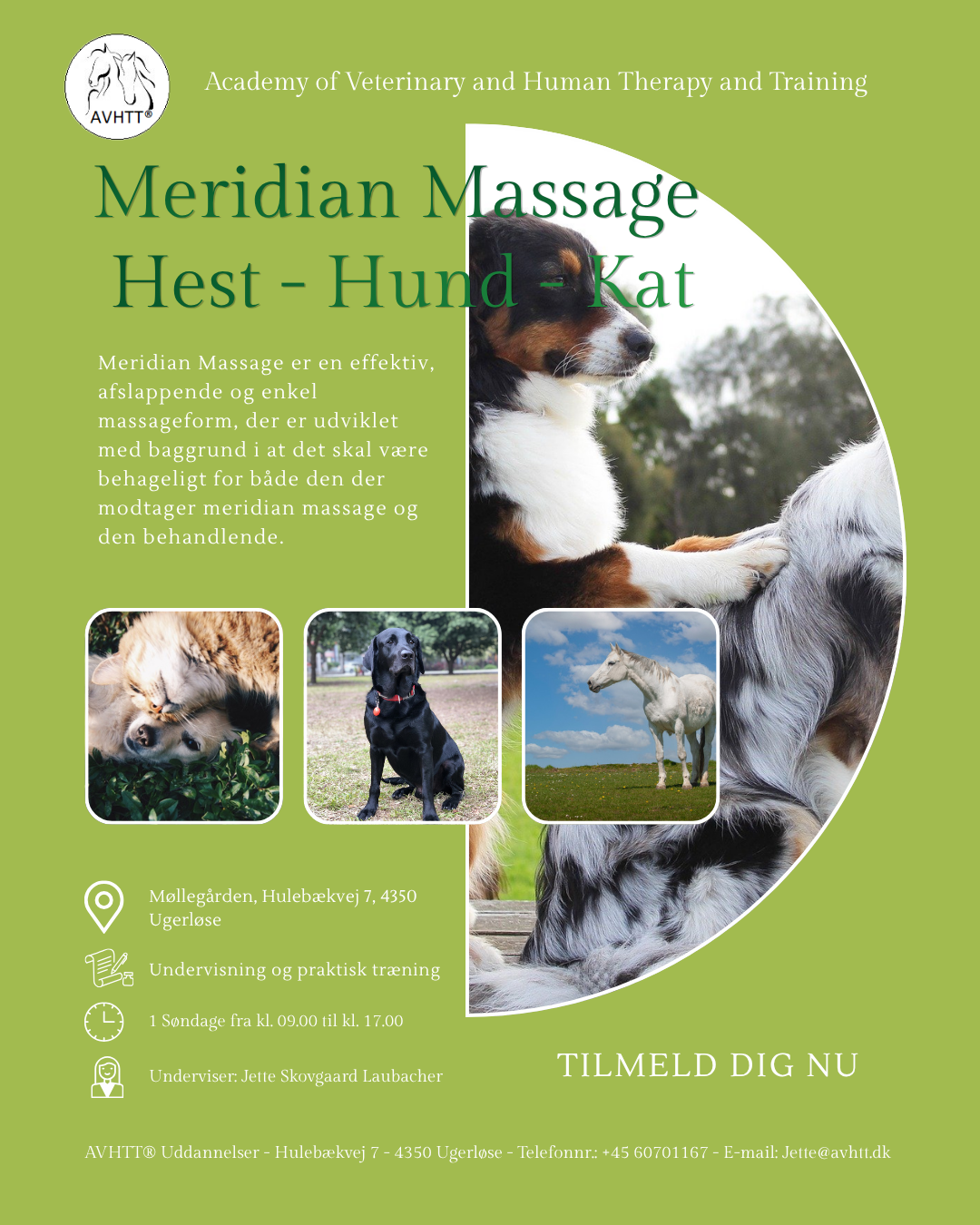 AVHTT®Meridian og Bindevævs massage til hest, hund og kat